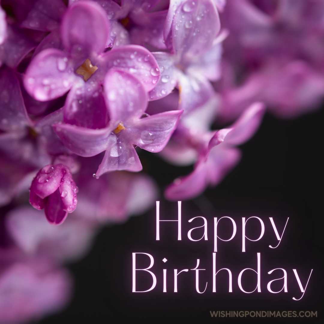 Beautiful purple flowers water droplets close-up. Happy Birthday Purple Flower Images